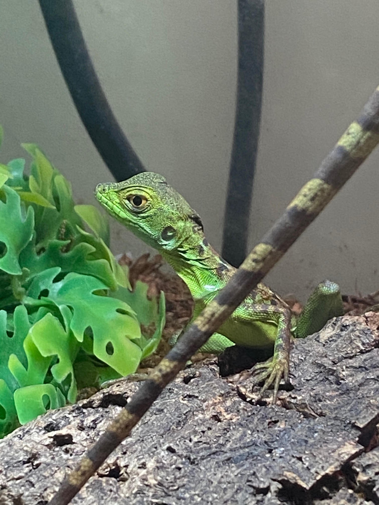Basilisk Green - Image 2