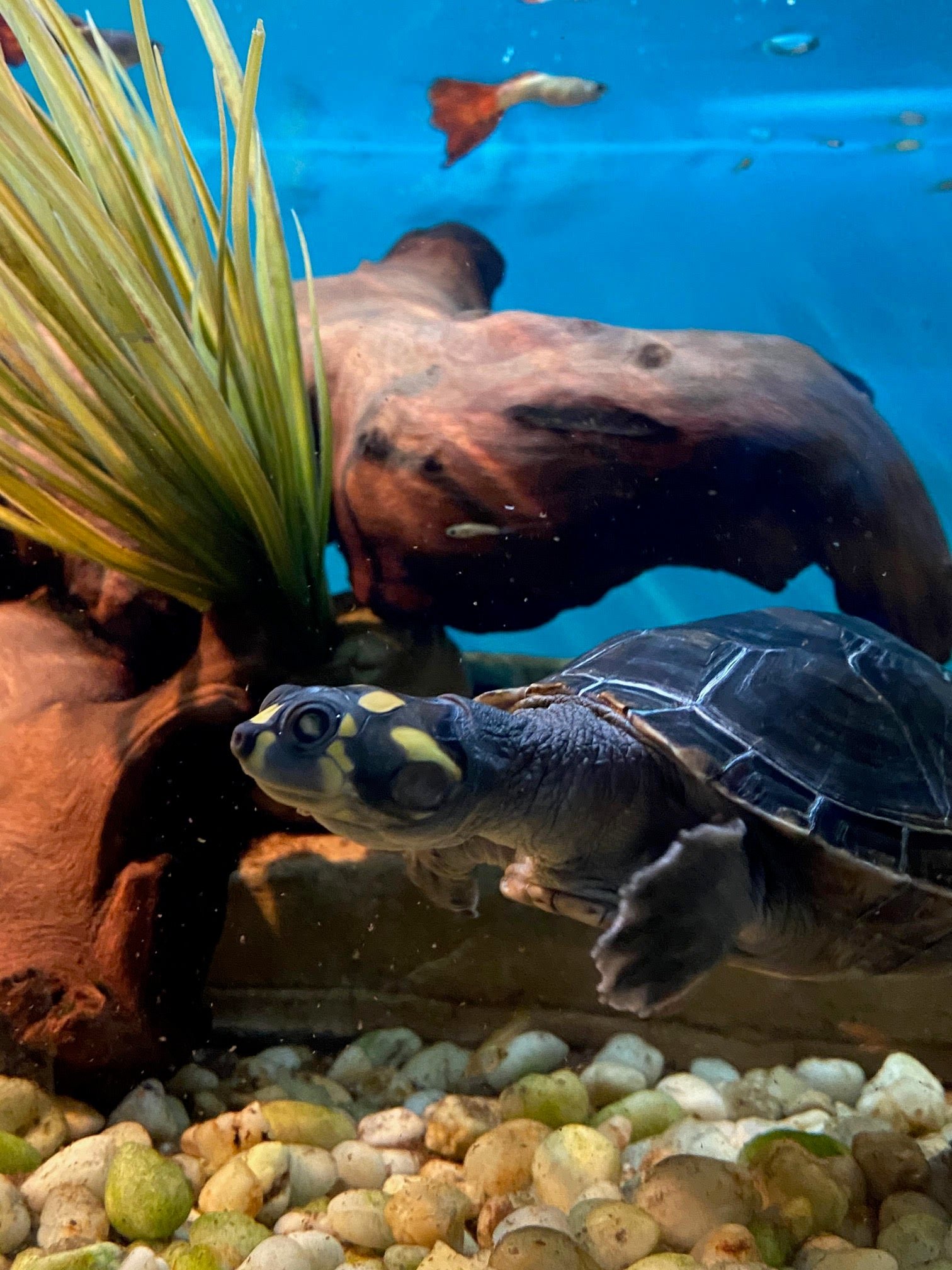 Amazon Yellow Spotted River Turtle - Image 2