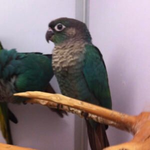 Baby Conure (Turquoise Blue)