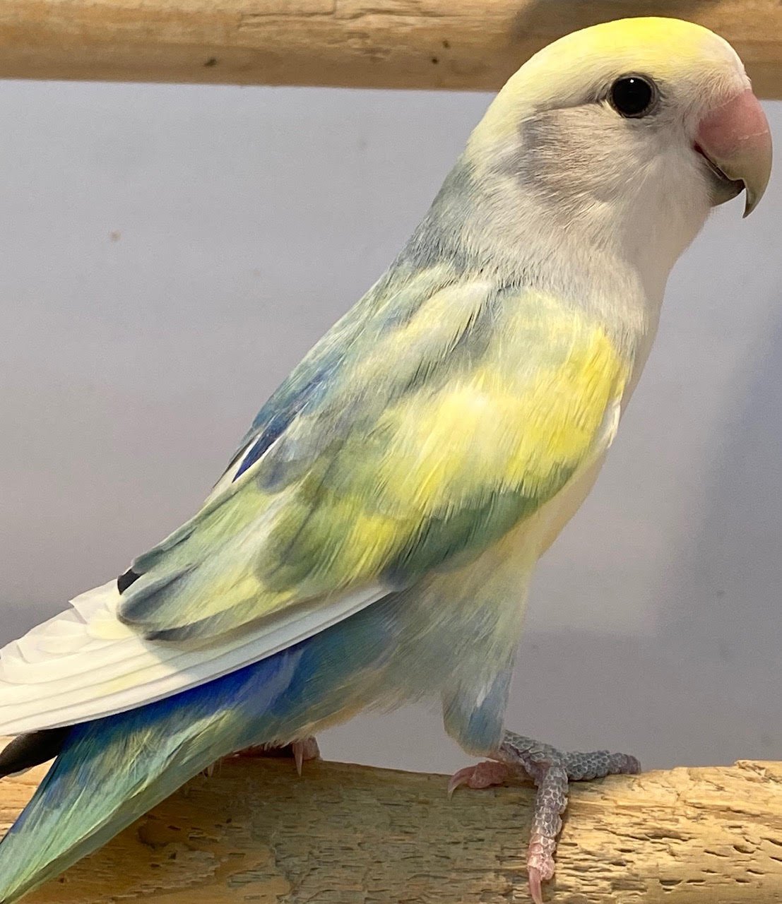 Lovebird (Pied) - Image 2