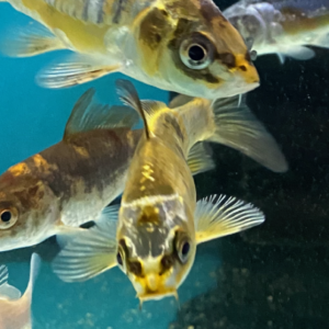 KOI Nishiki (Malaysian)