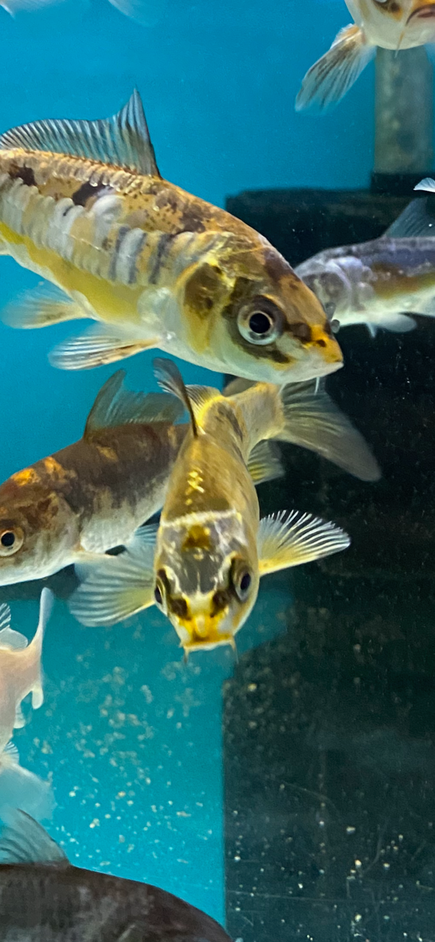 KOI Nishiki (Malaysian)