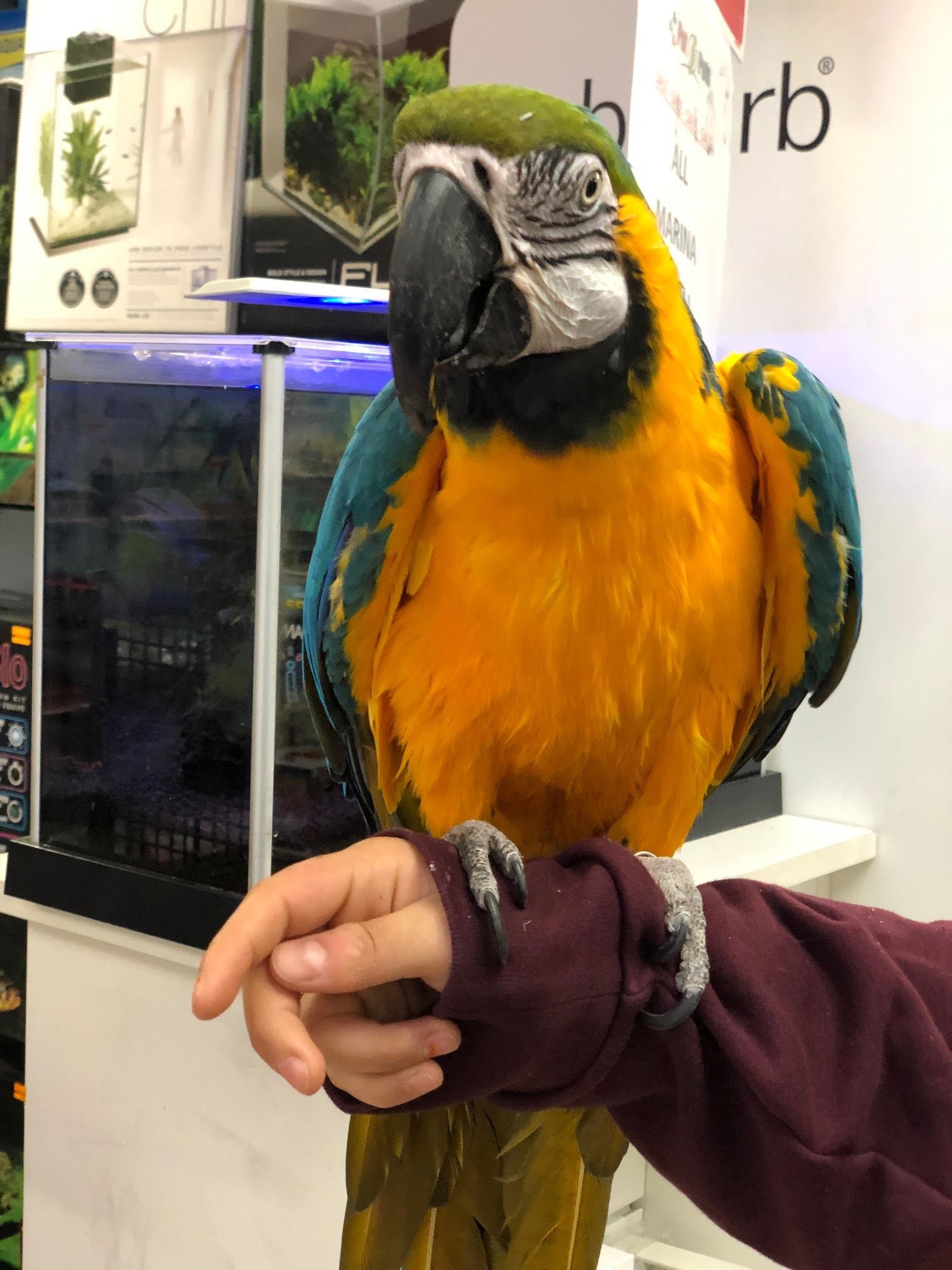 Baby Macaw (Blue & Gold) - Image 3