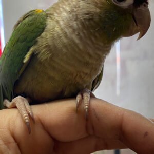 Baby  Conure (Cinnamon Blue)