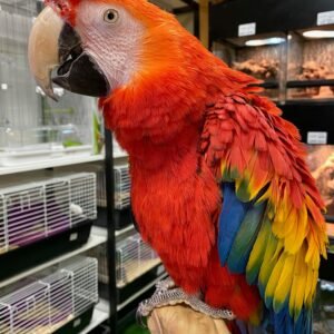 Baby Macaw (Scarlet)