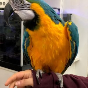 Baby  Macaw (Blue & Gold)
