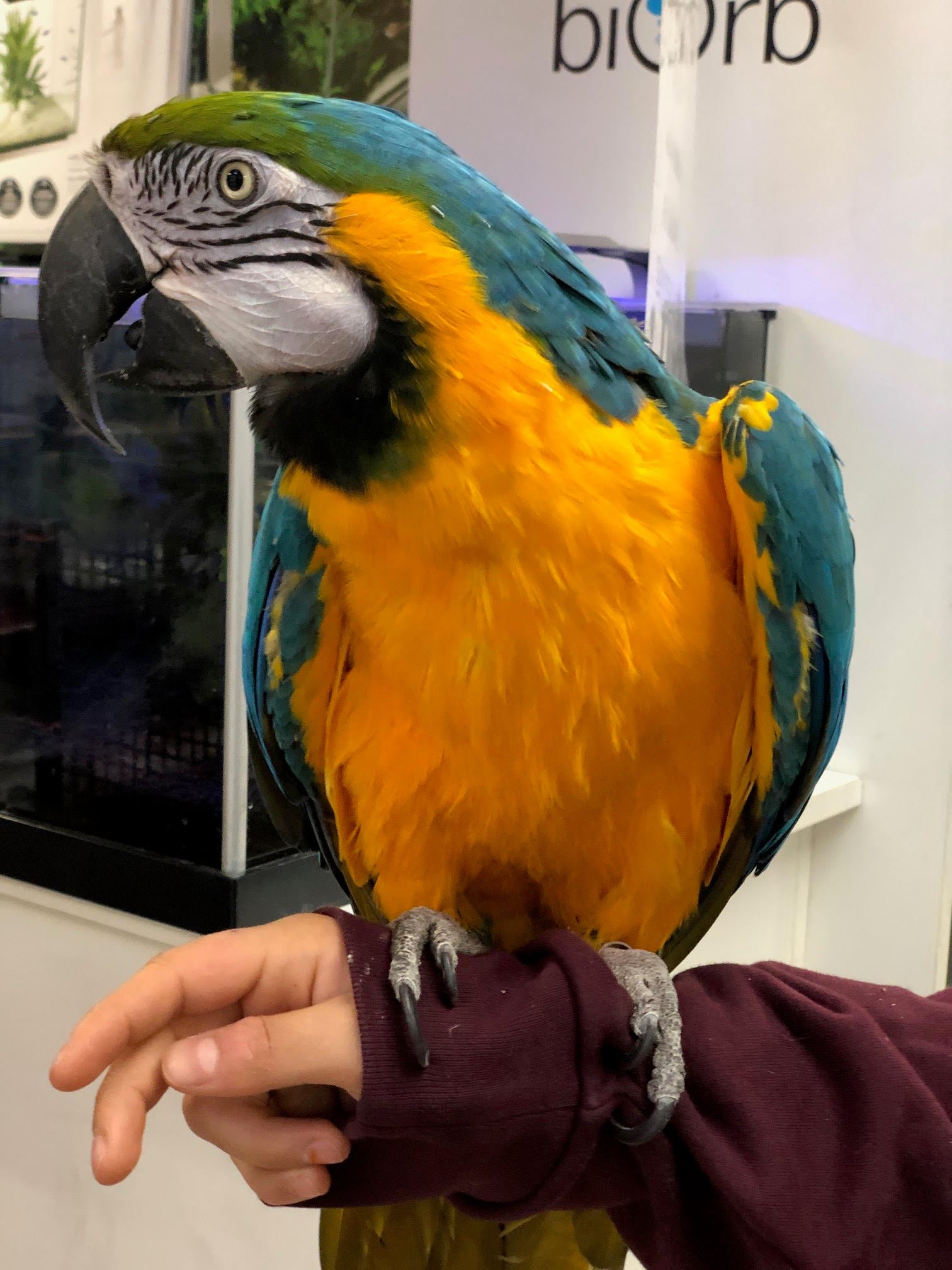 Baby Macaw (Blue & Gold)
