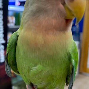 Lovebird (Opline Baby Hand-Tamed)