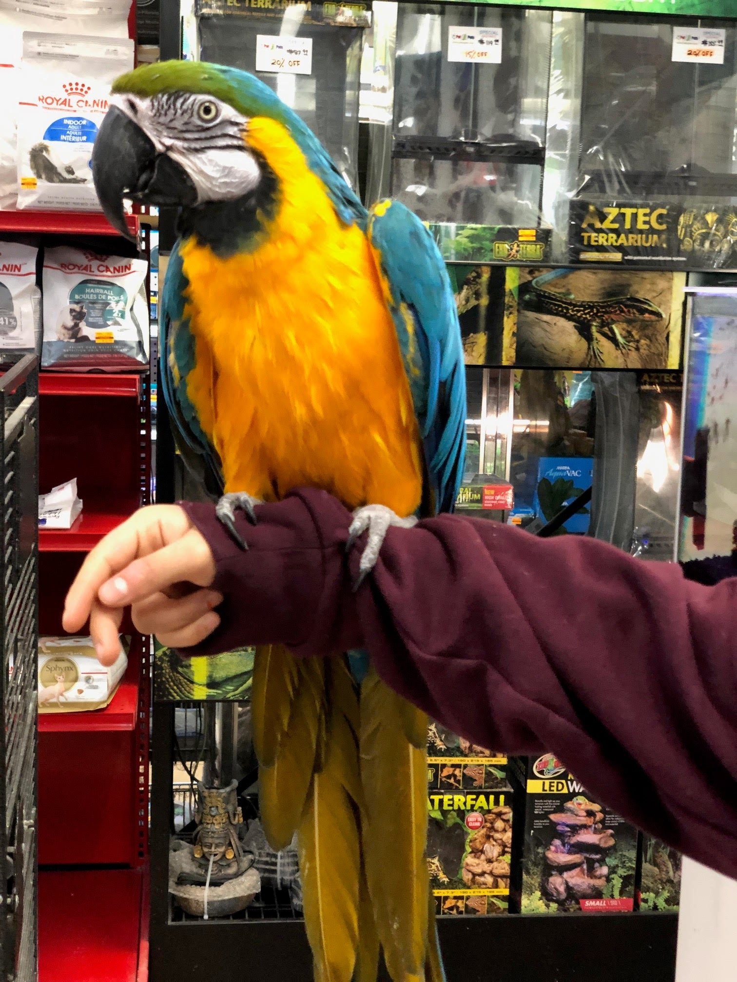 Baby Macaw (Blue & Gold) - Image 4