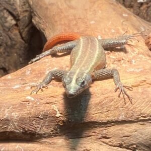 Flat Rock Lizard