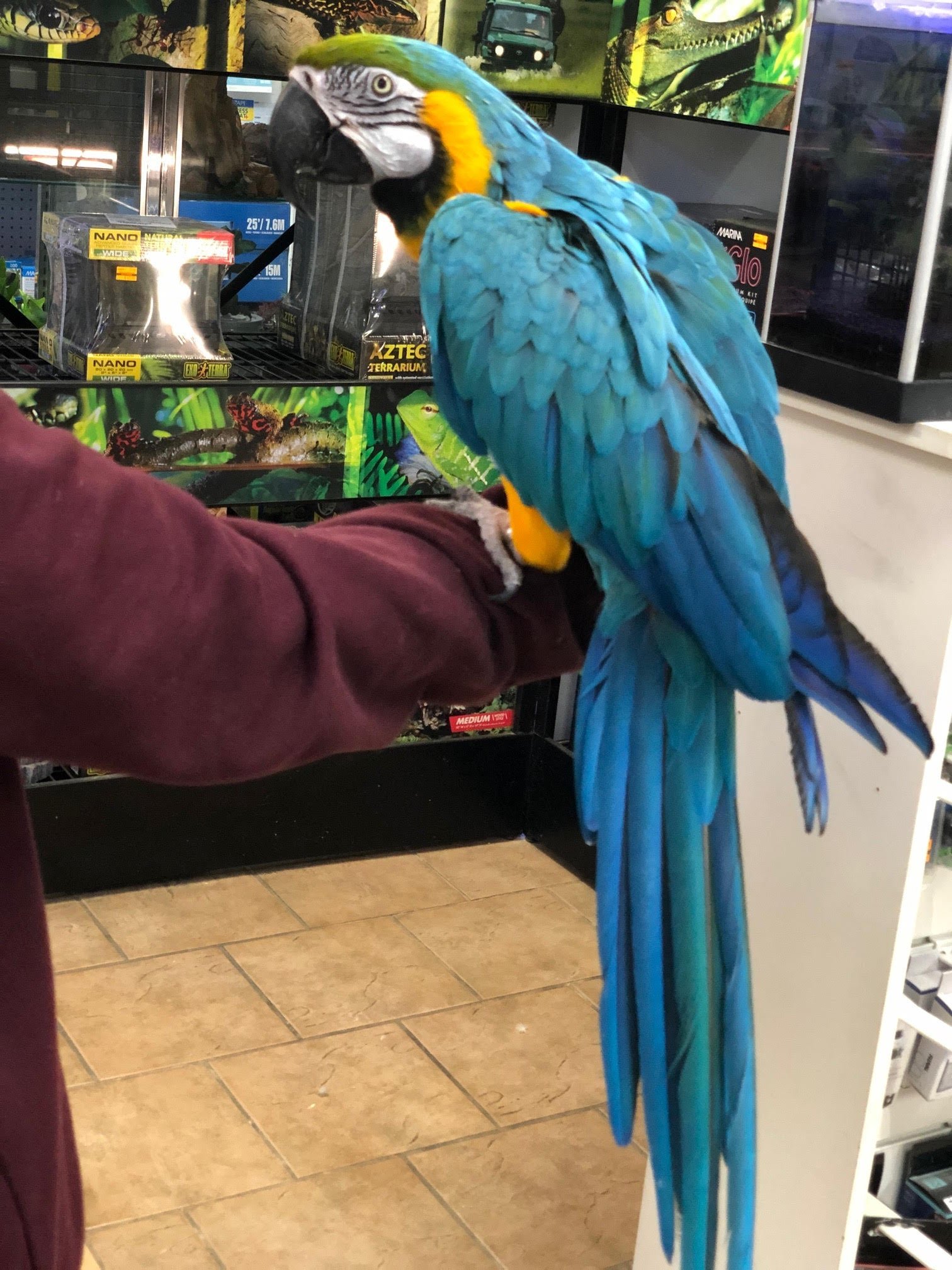 Baby Macaw (Blue & Gold) - Image 5
