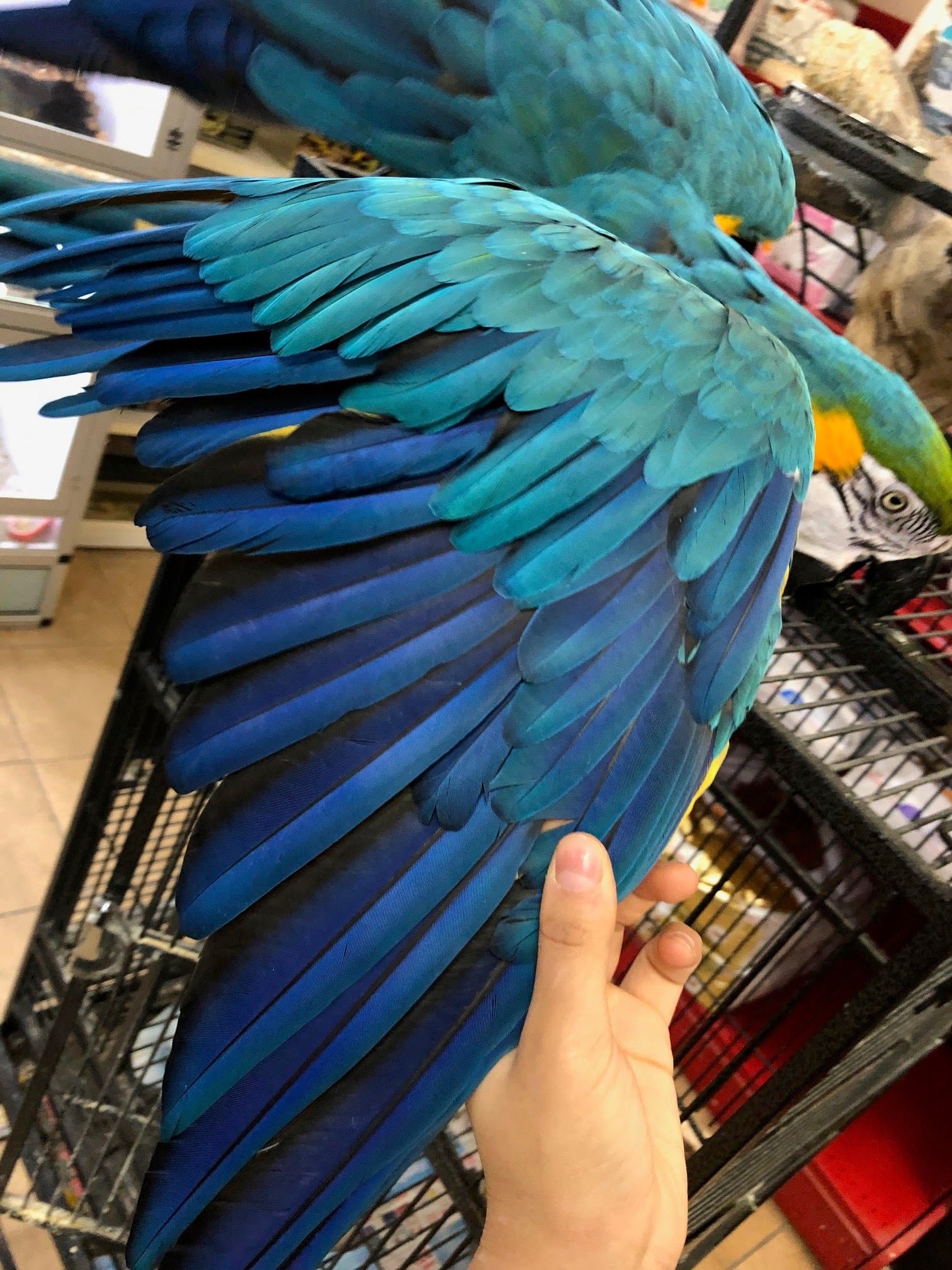 Baby Macaw (Blue & Gold) - Image 2