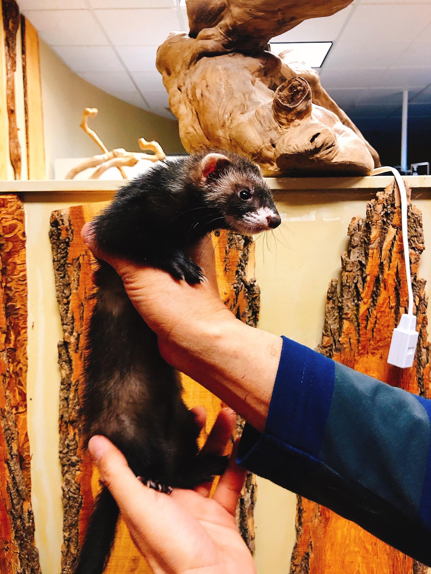 Baby Ferret (Marshall's) - Image 2