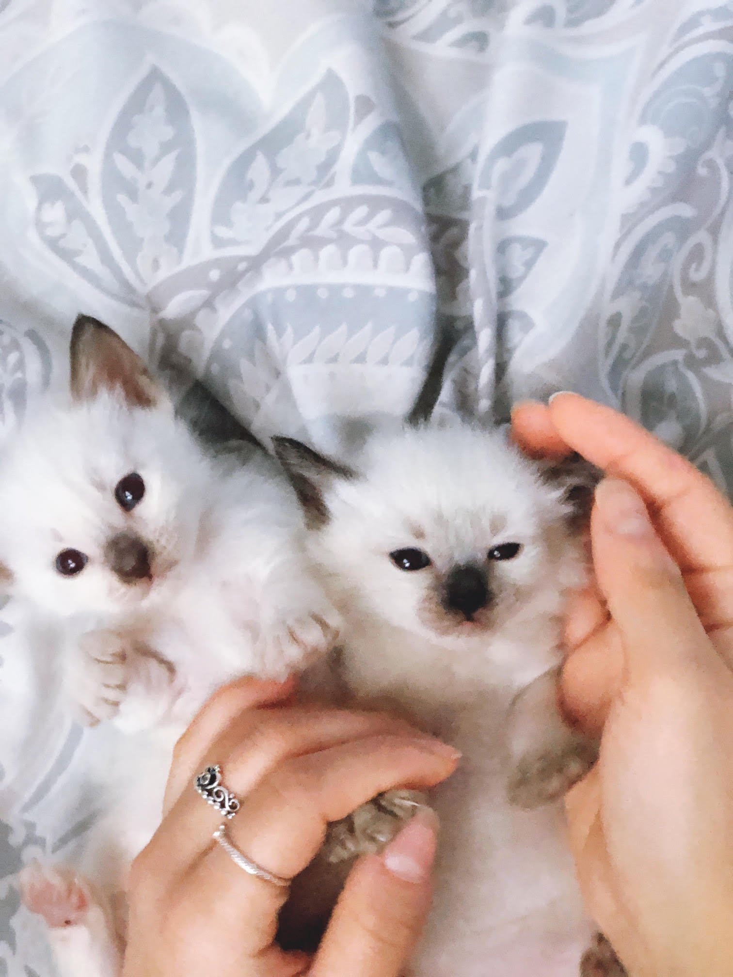 BALDOLL Balinese (Male) X Ragdoll (Female) (Local Bred) - Image 6