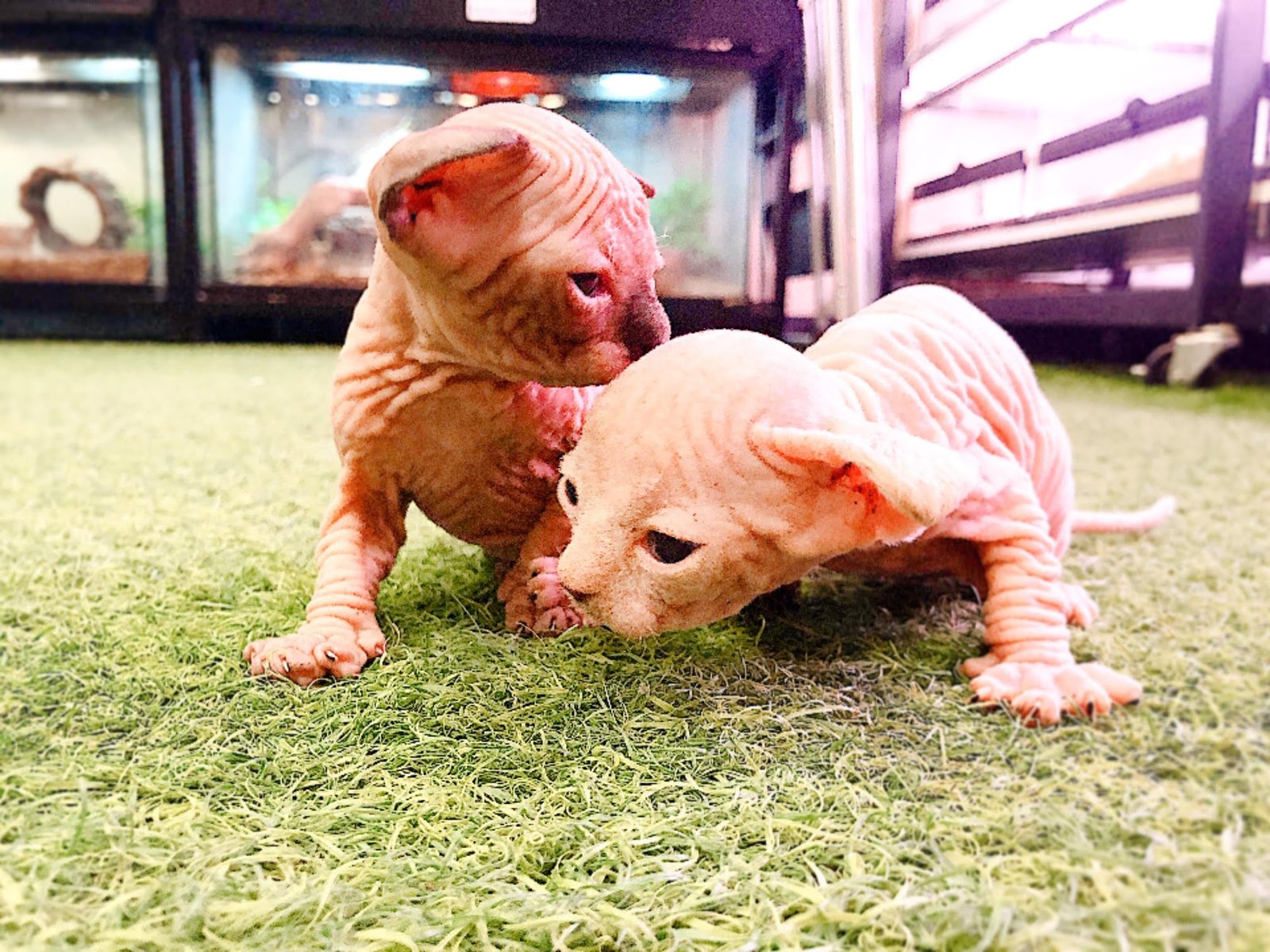 Sphynx (Local Bred) - Image 8