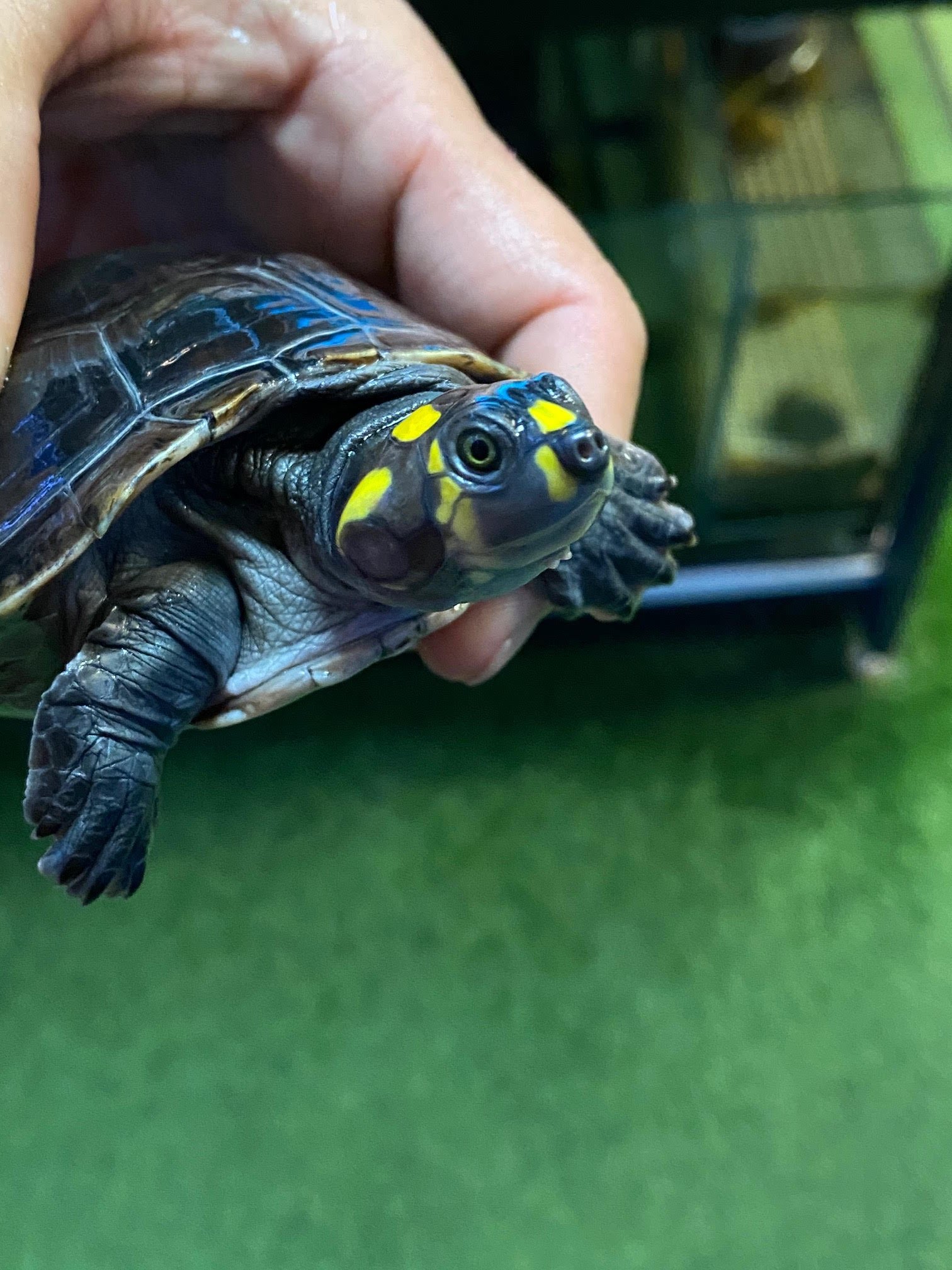 Amazon Yellow Spotted River Turtle - Image 3