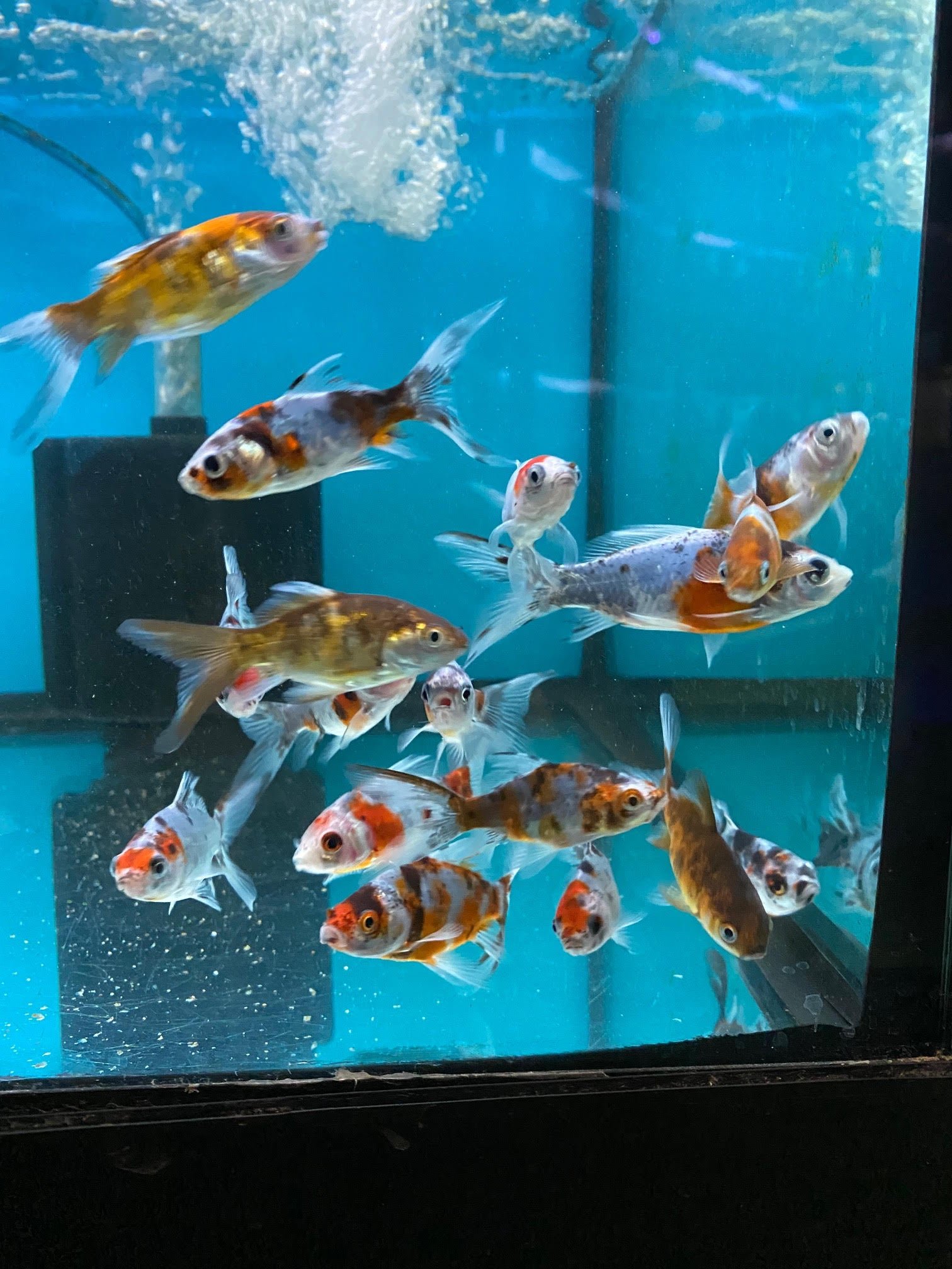 Gold Fish (Shubunkin) - Image 2