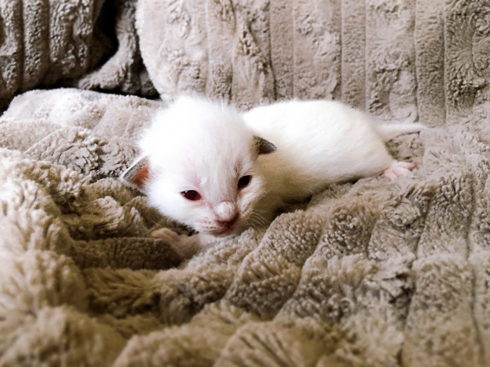 BALDOLL Balinese (Male) X Ragdoll (Female) (Local Bred) - Image 3