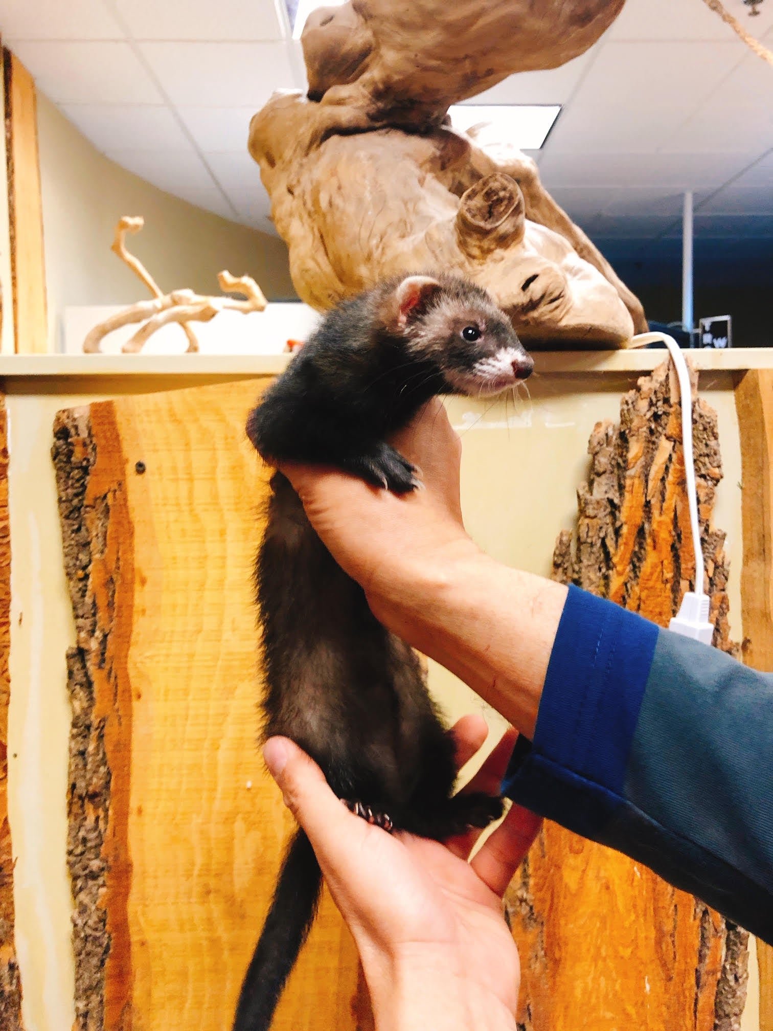 Baby Ferret (Marshall's) - Image 4