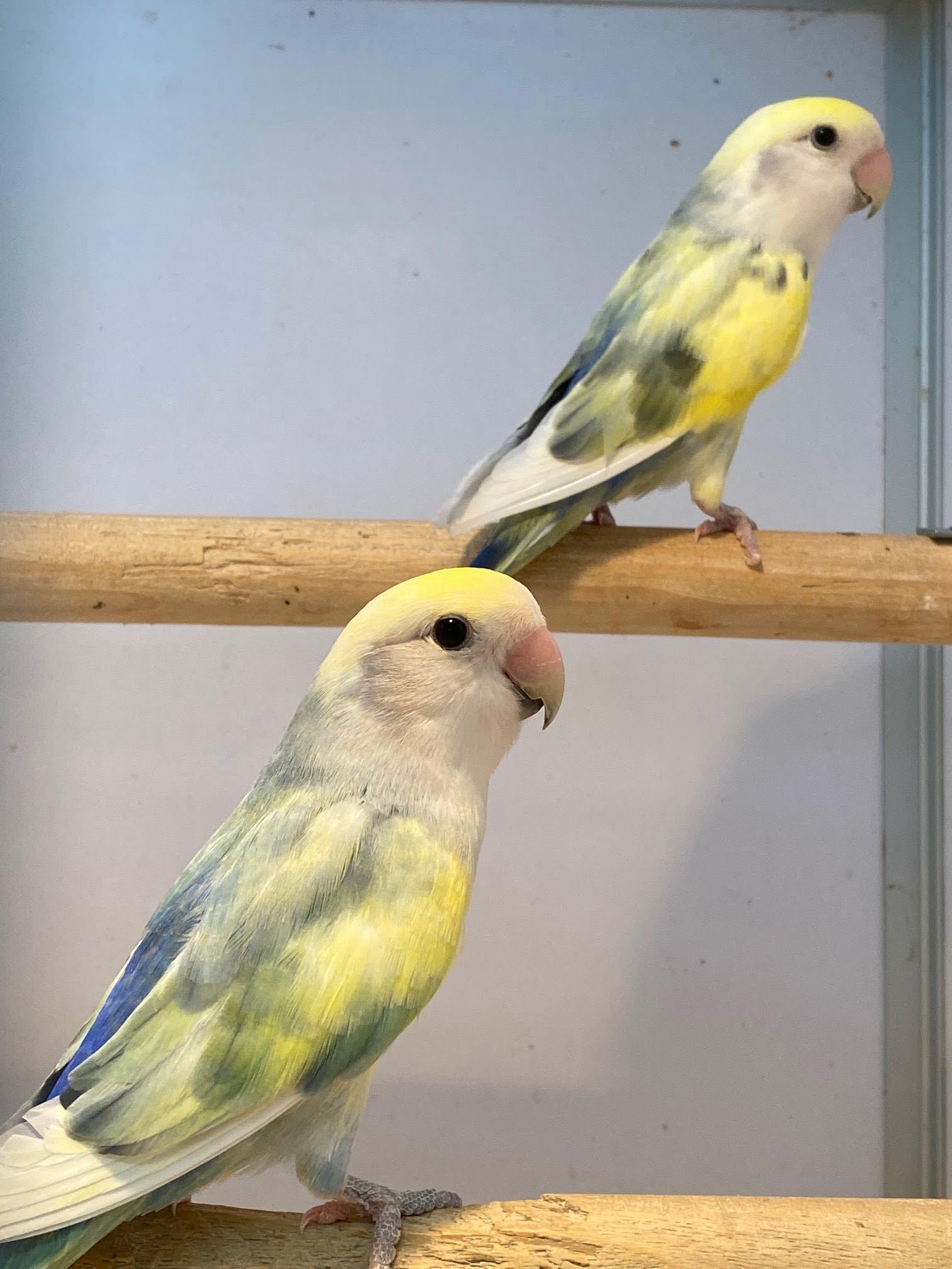 Lovebird (Pied) - Image 3