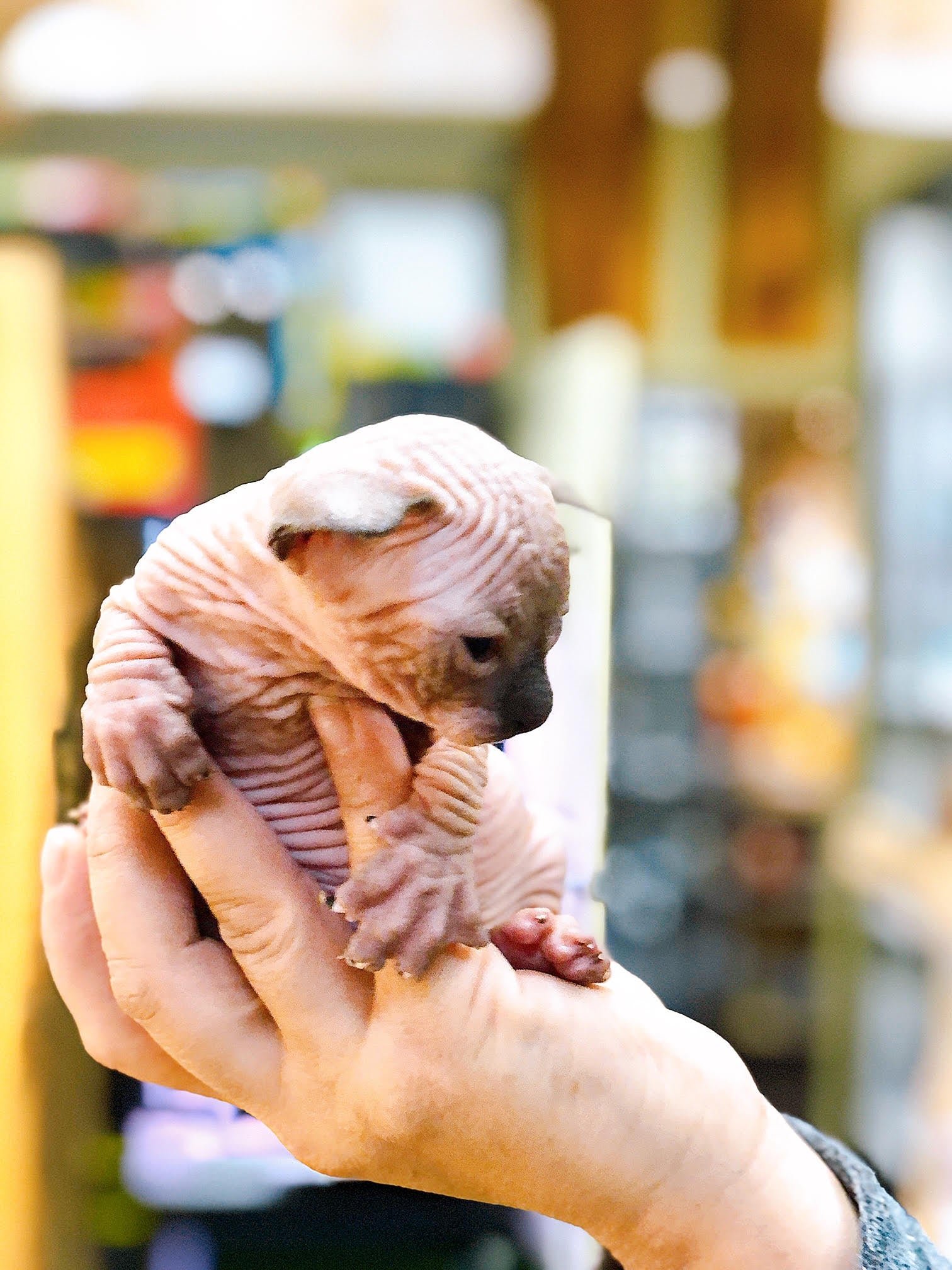 Sphynx (Local Bred) - Image 9