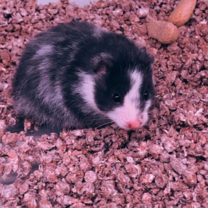 Hamster Long Hair