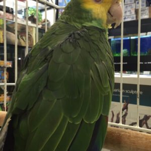 Baby  Amazon (Double Yellow Headed)