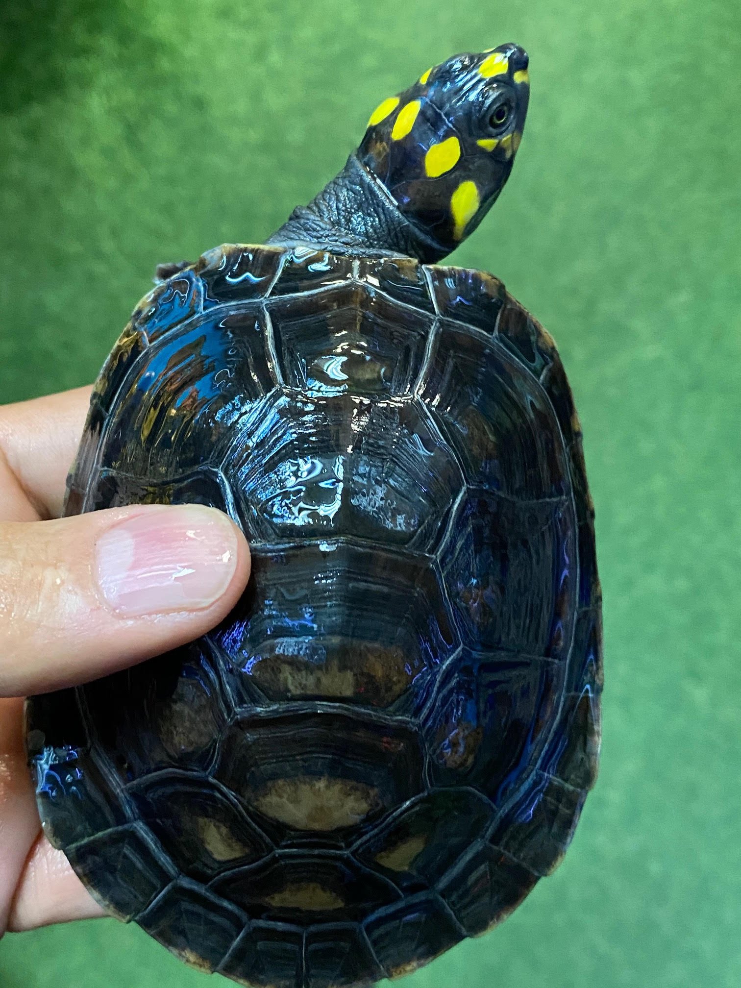 Amazon Yellow Spotted River Turtle - Image 4