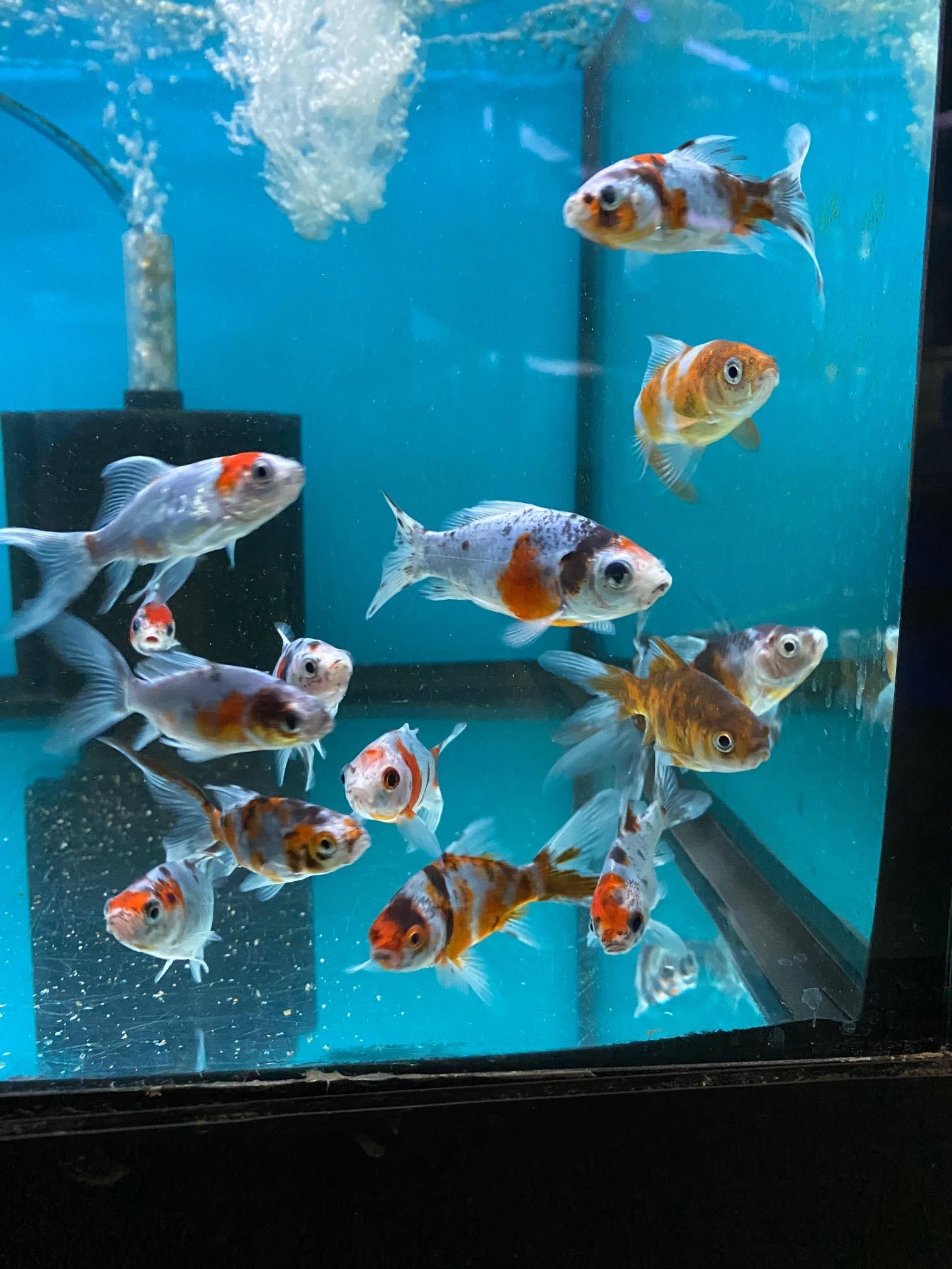 KOI Nishiki (Malaysian) - Image 6