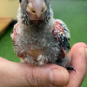 Baby Conure (Fiery Shouldered)