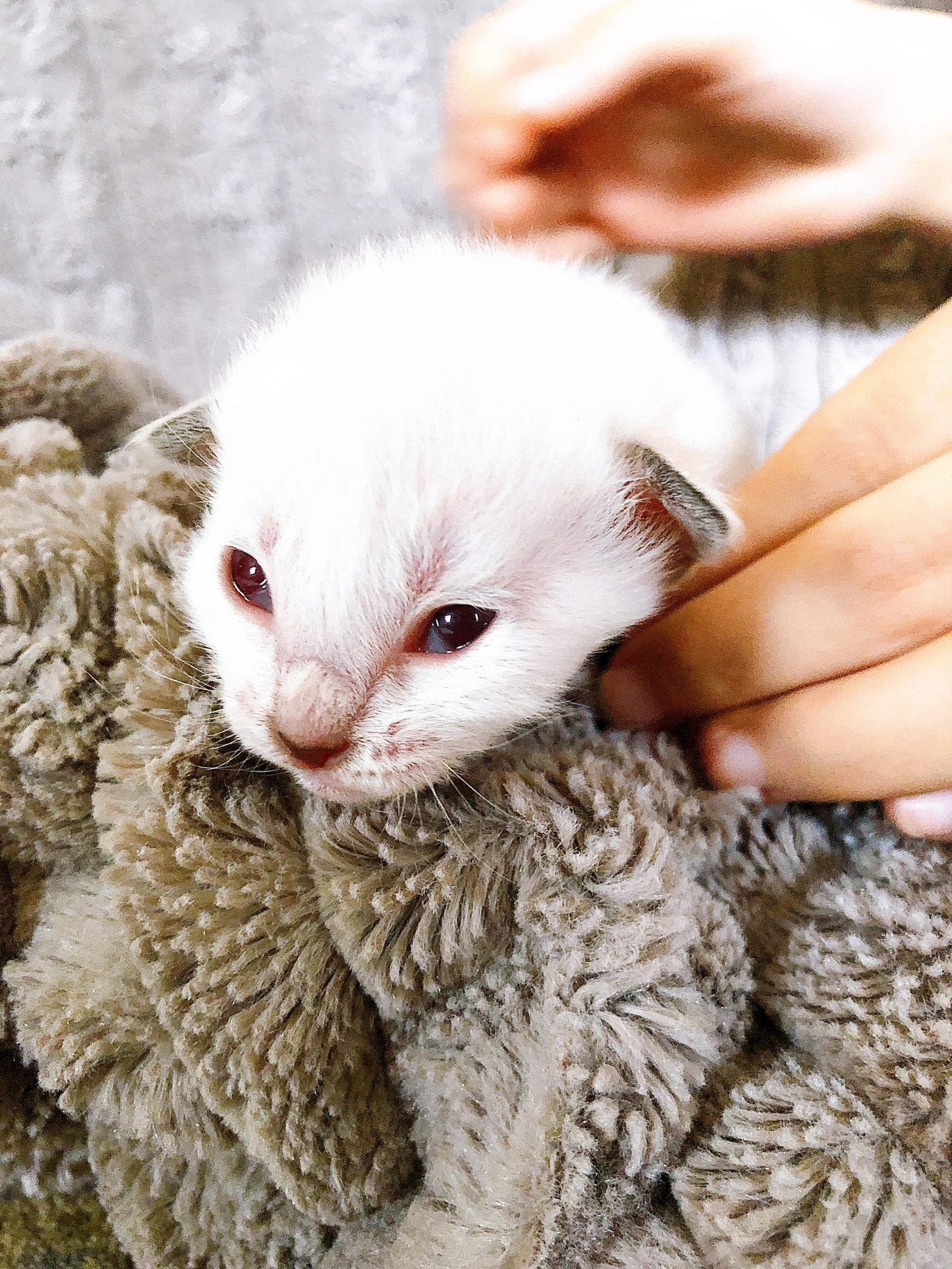 BALDOLL Balinese (Male) X Ragdoll (Female) (Local Bred) - Image 4