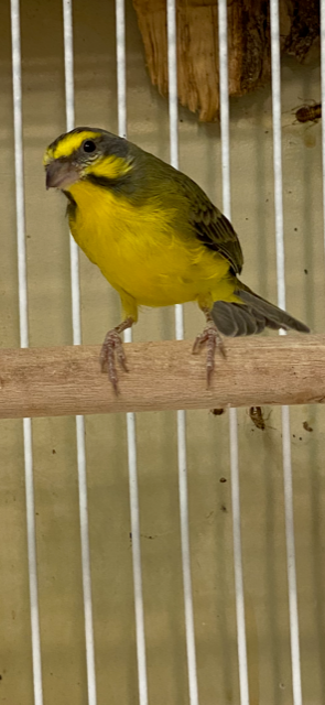 Green Singer - Image 7