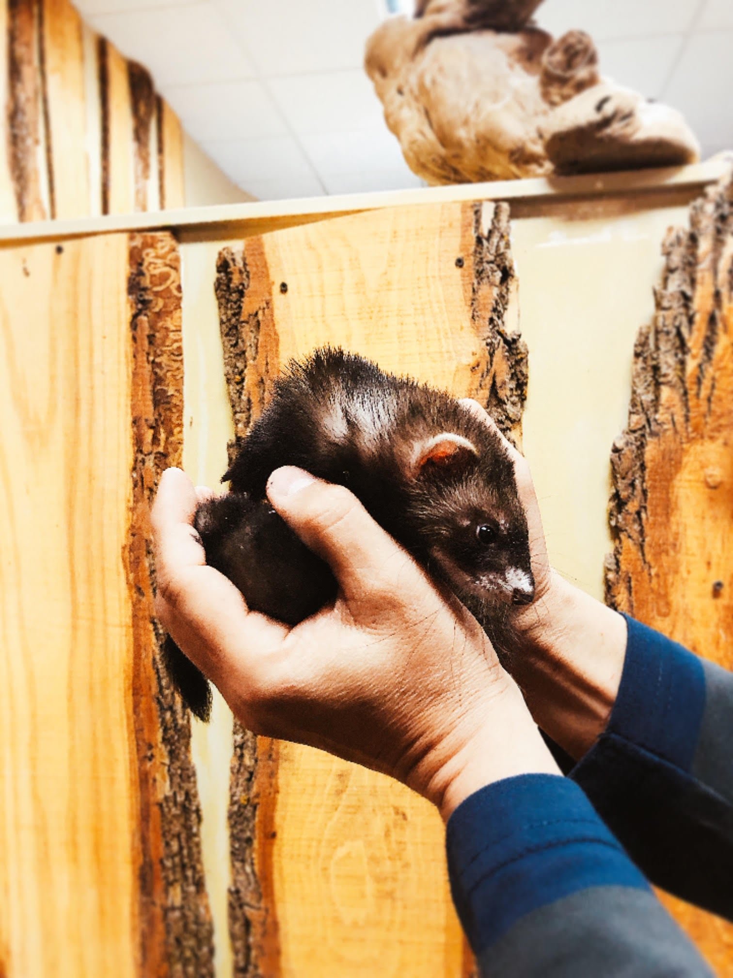 Baby Ferret (Marshall's) - Image 5