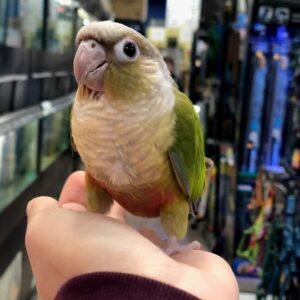 Baby  Conure (Cinnamon)