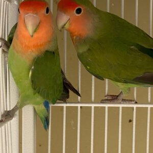 Lovebird (Peach Faced)