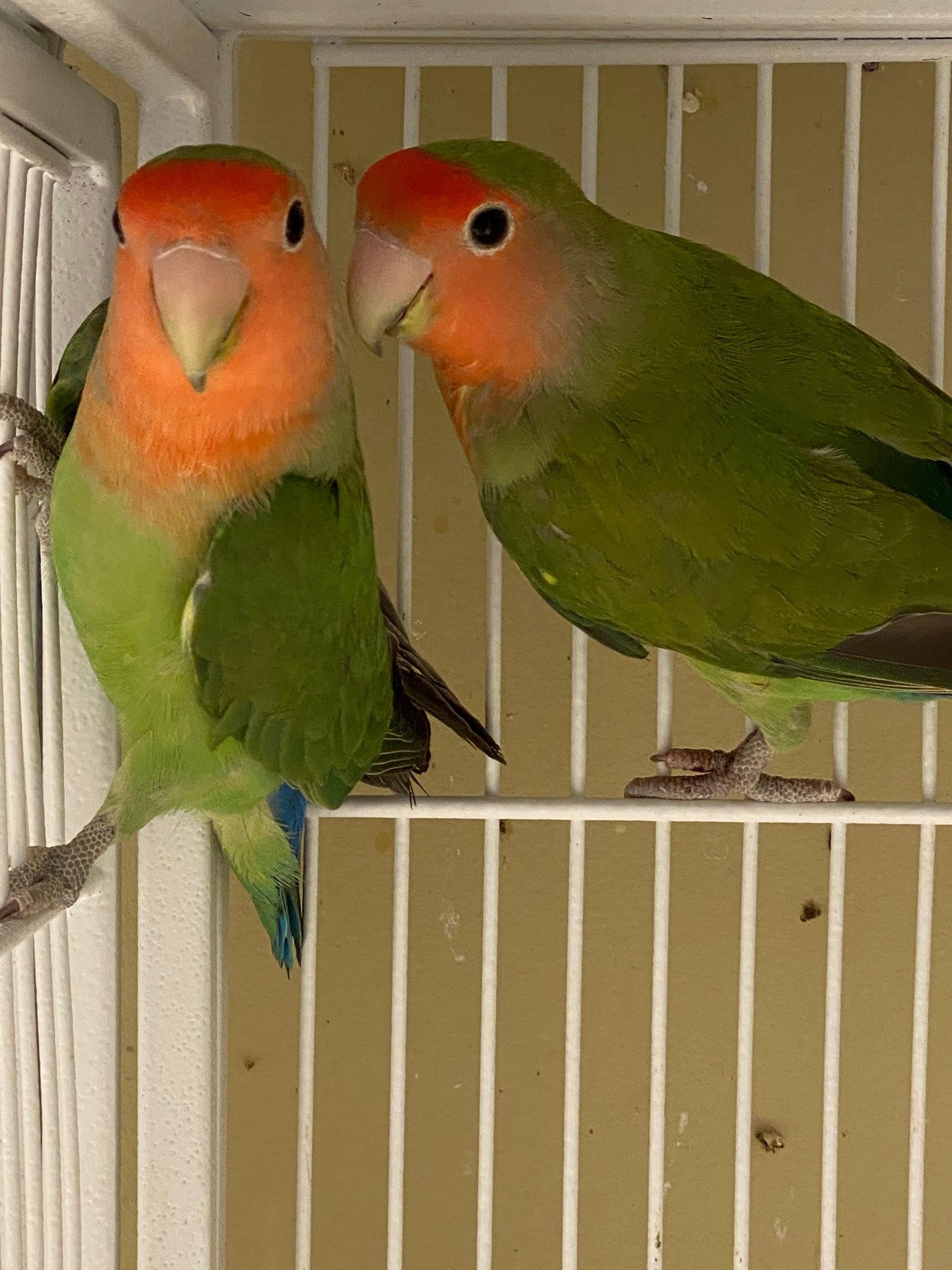 Lovebird (Peach Faced)