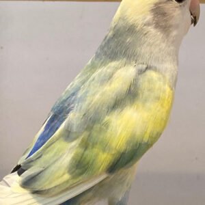 Lovebird (Pied)