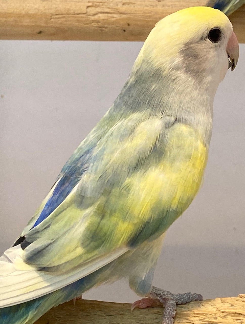 Lovebird (Pied)