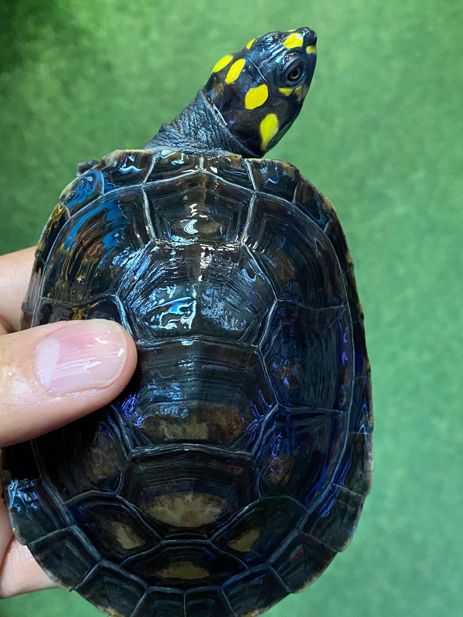 Amazon Yellow Spotted River Turtle - Image 5