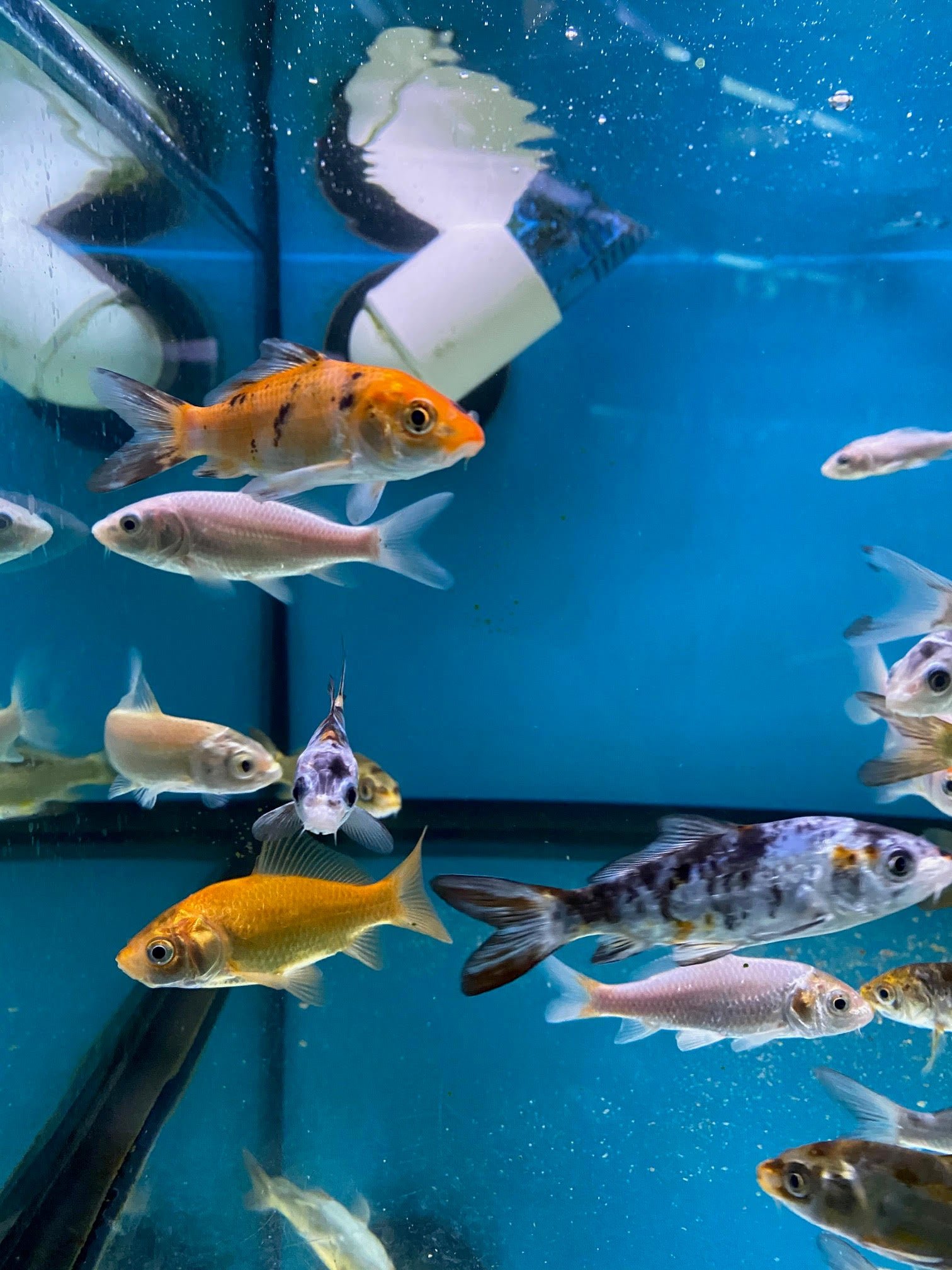 KOI Nishiki (Malaysian) - Image 2