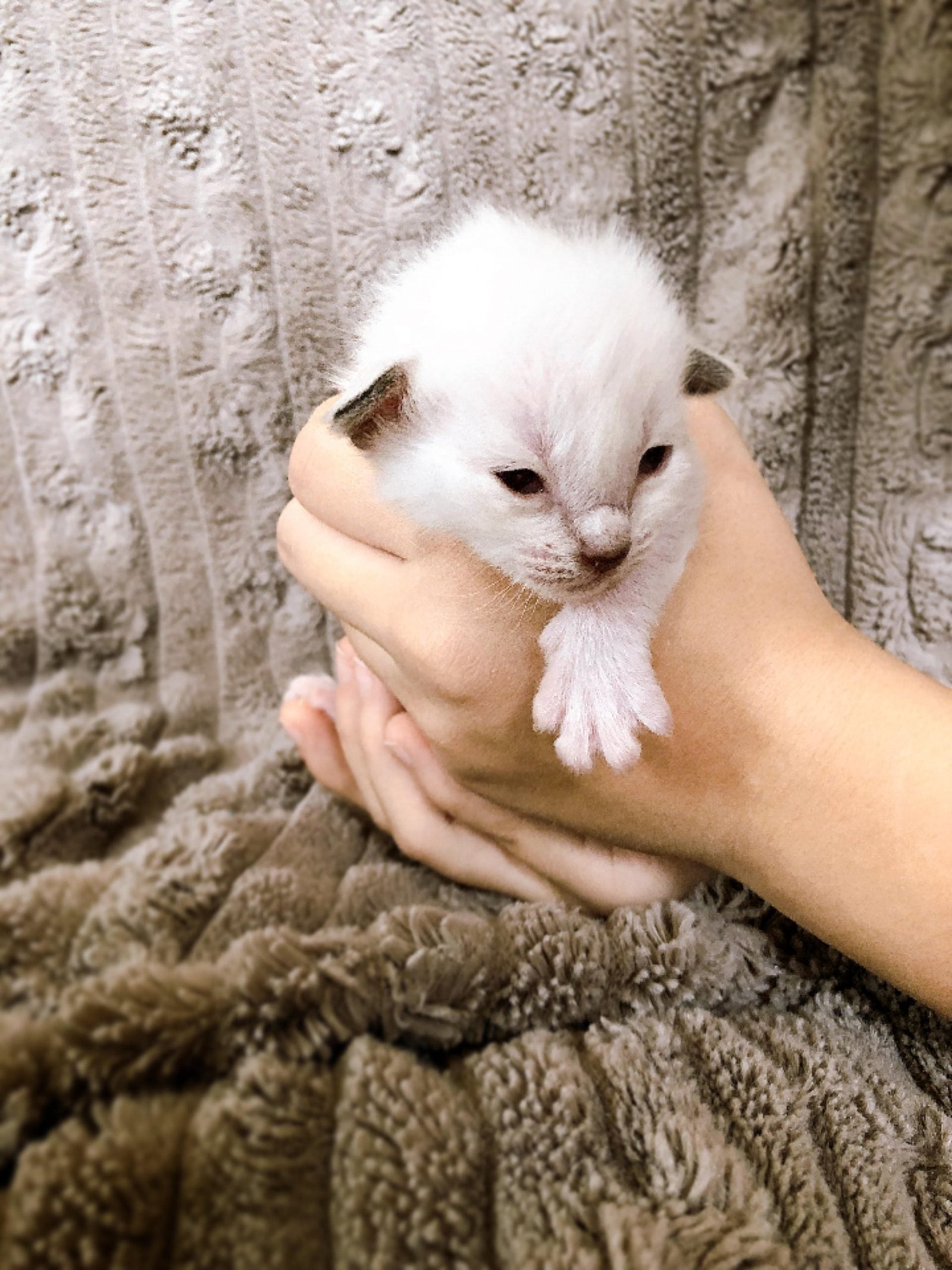 BALDOLL Balinese (Male) X Ragdoll (Female) (Local Bred) - Image 2