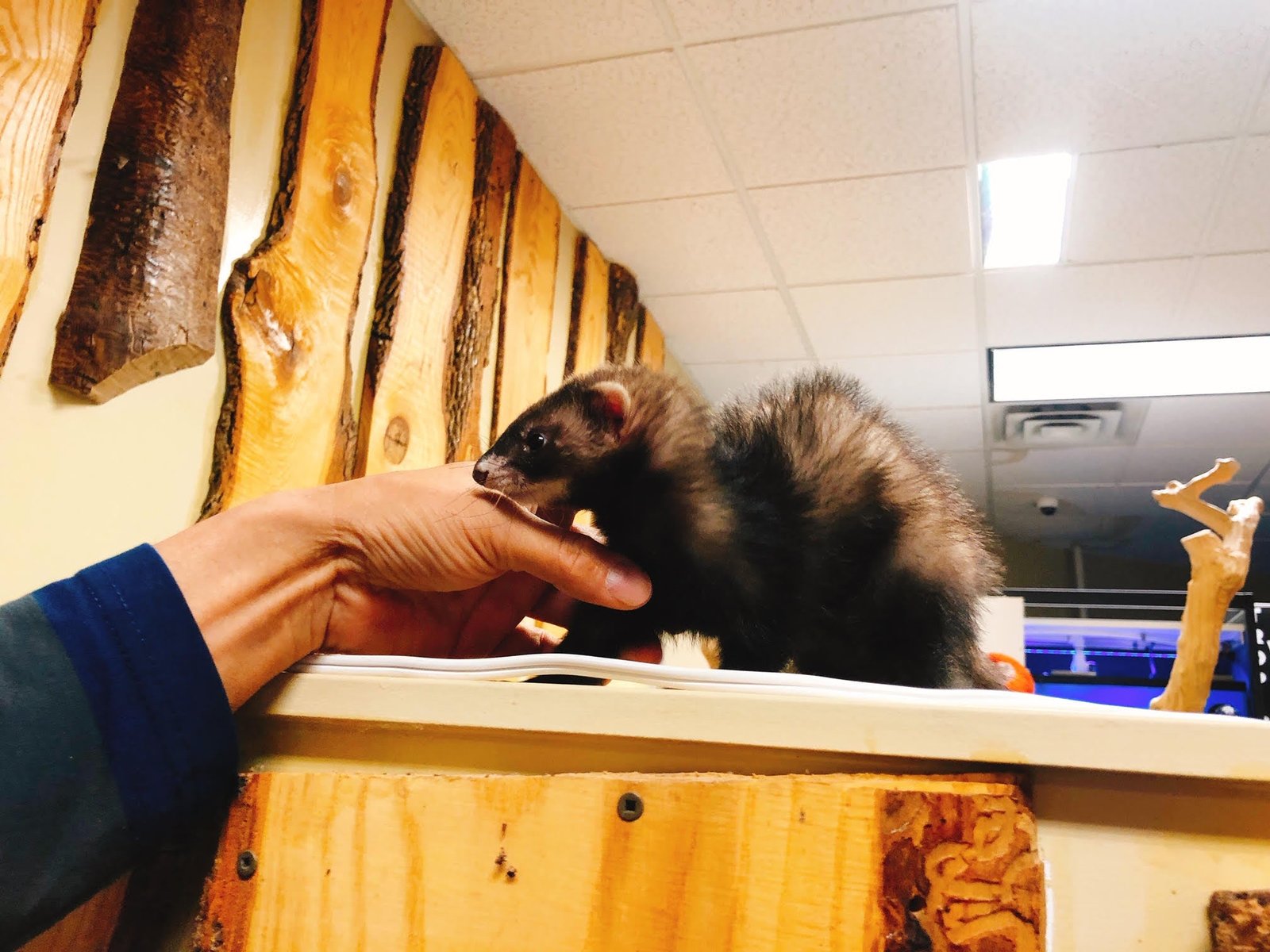 Baby Ferret (Marshall's) - Image 3