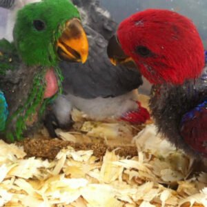 Baby Eclectus