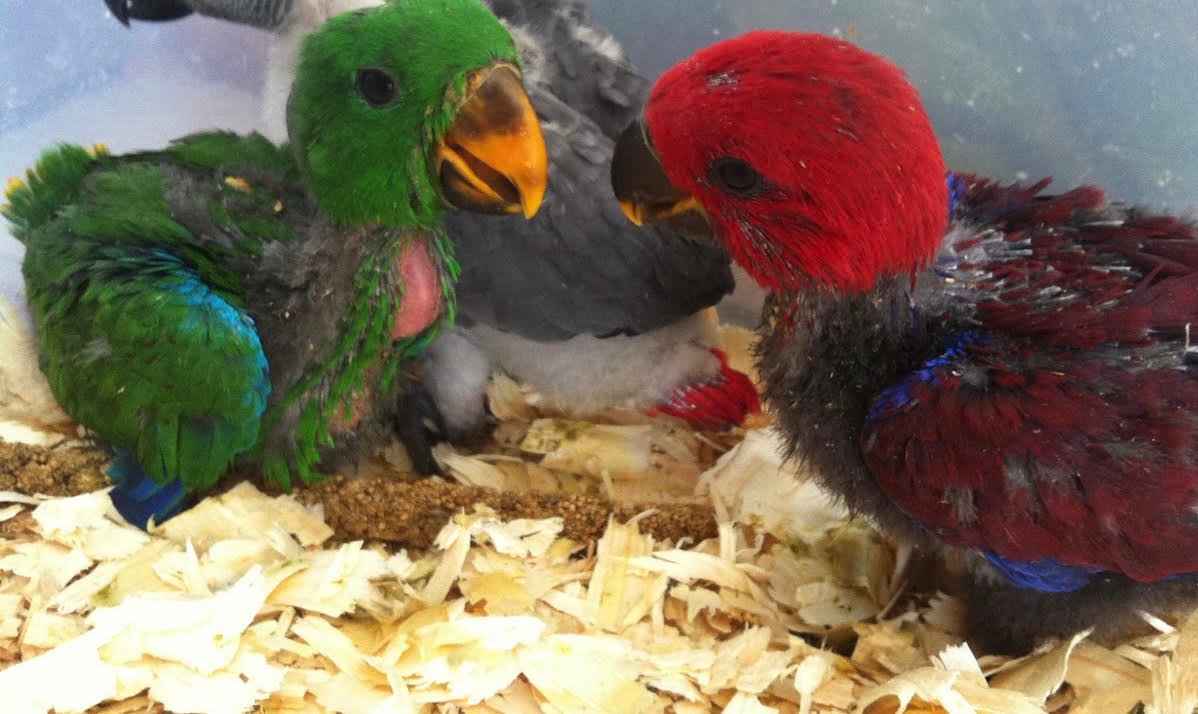 Baby Eclectus