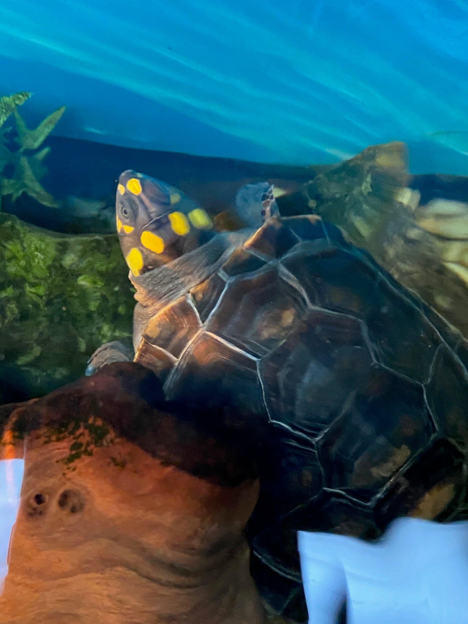 Amazon Yellow Spotted River Turtle - Image 6