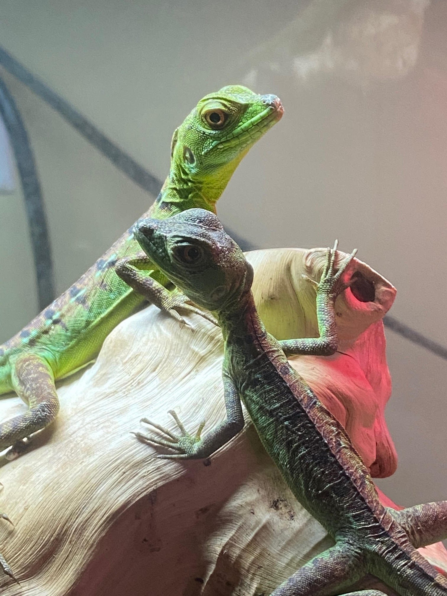 Basilisk Green - Image 5