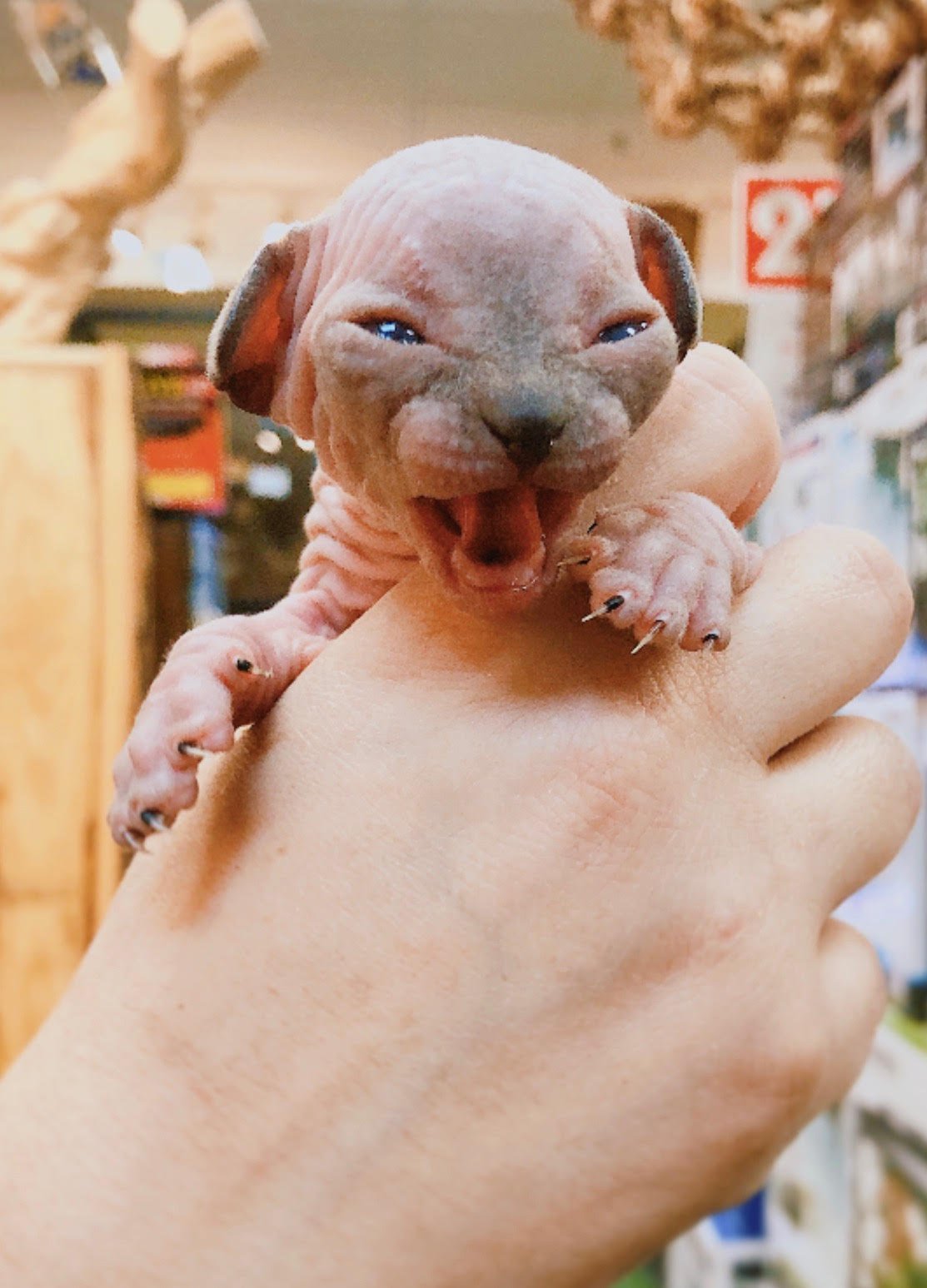 Sphynx (Local Bred) - Image 5
