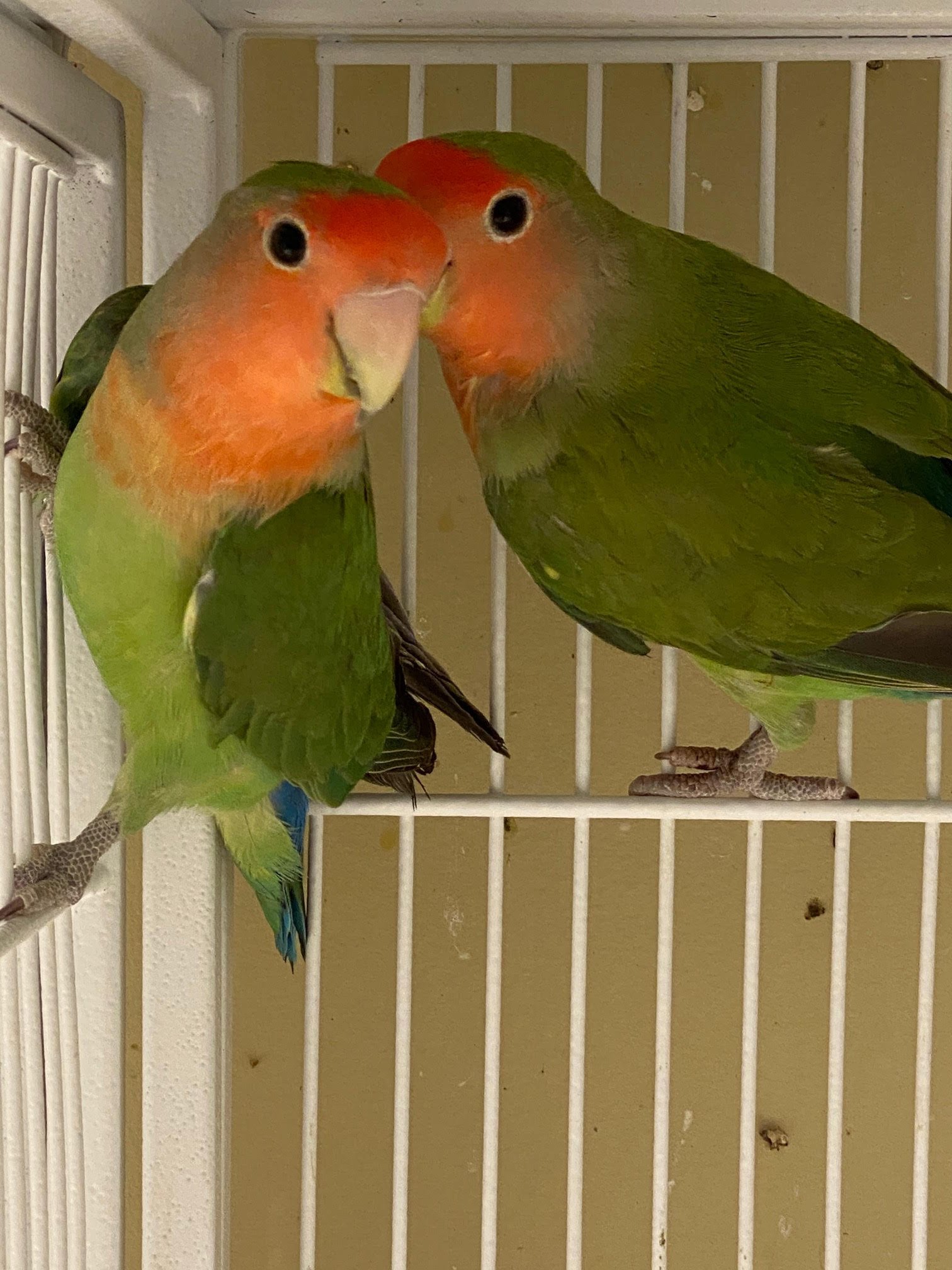 Lovebird (Peach Faced) - Image 6