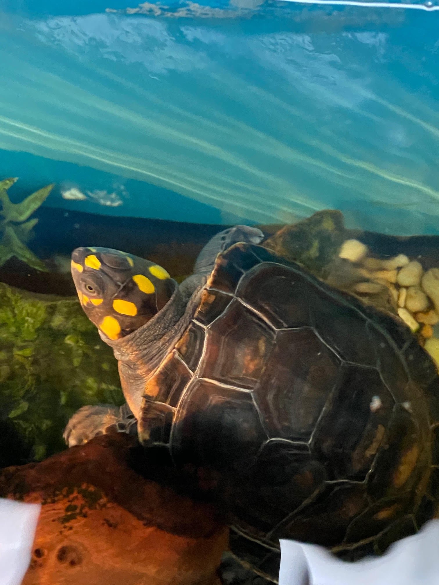 Amazon Yellow Spotted River Turtle - Image 7