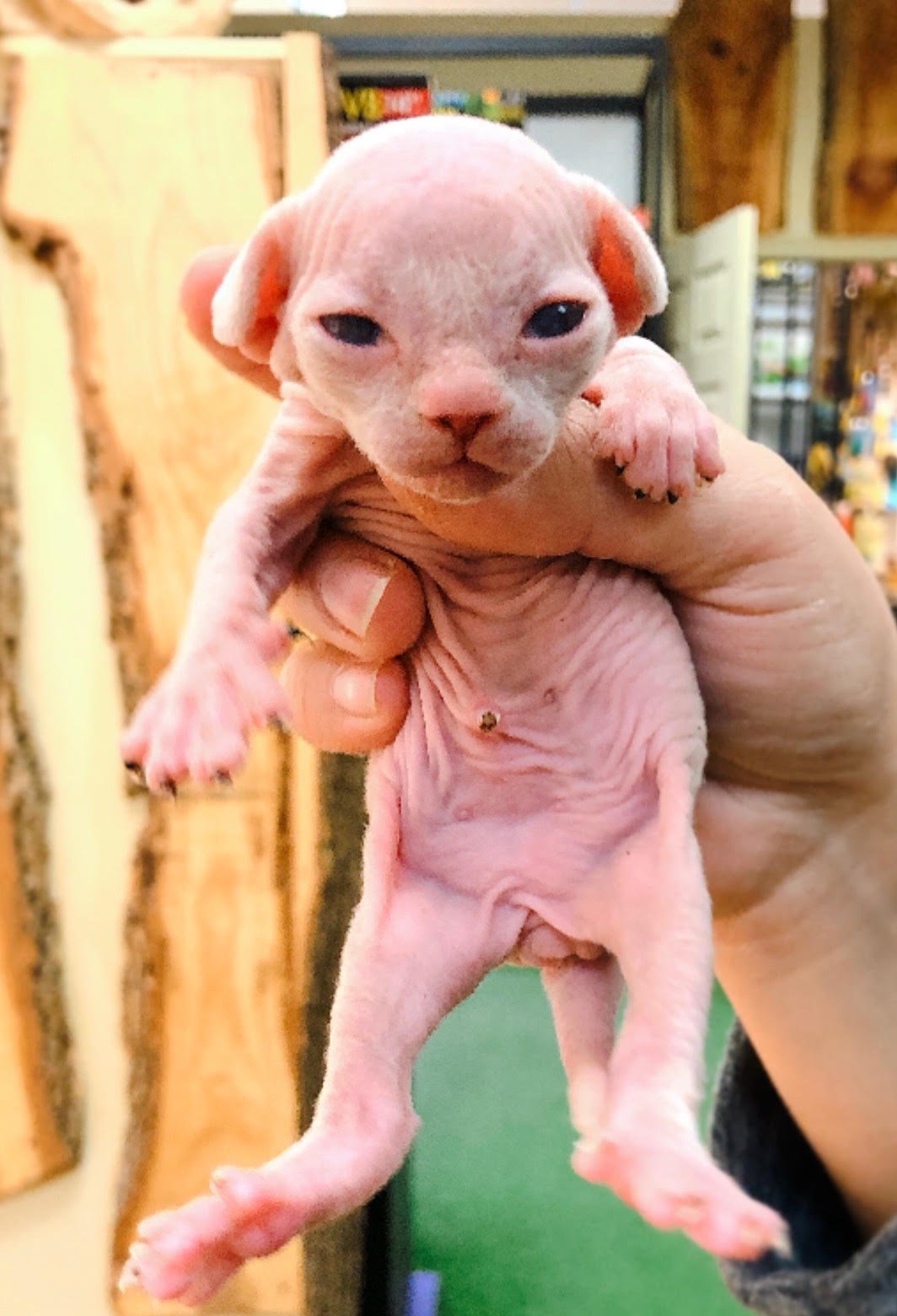 Sphynx (Local Bred) - Image 6
